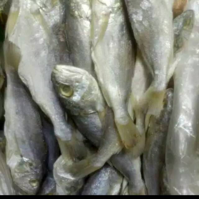 

Ikan asin kepala batu