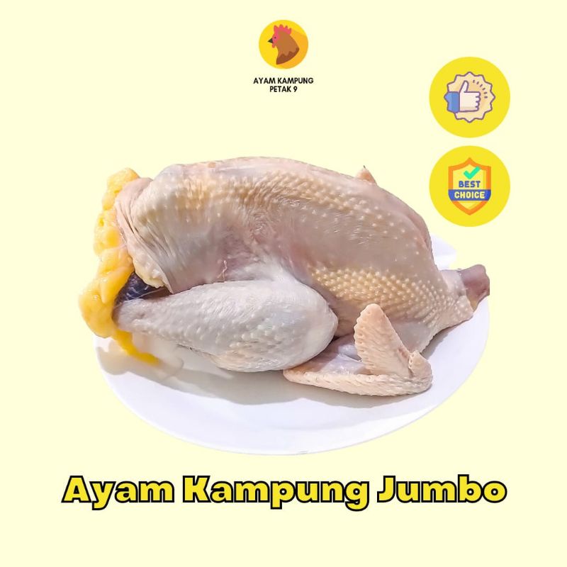 

Ayam Kampung Petak Sembilan Asli Fresh Ukuran Jumbo