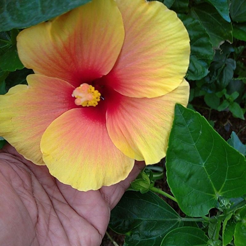 Hibiscus Tanaman Hias Bunga Sepatu Kembang Worawari Minim Order 2 Pohon Shopee Indonesia