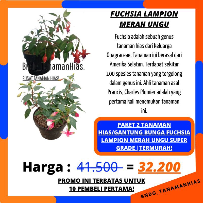 PAKET 2 TANAMAN HIAS/GANTUNG BUNGA FUCHSIA LAMPION MERAH UNGU SUPER GRADE | TERMURAH!