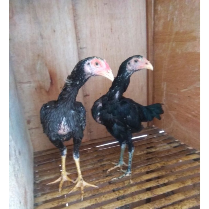 ANAK AYAM JAGO BANGKOK