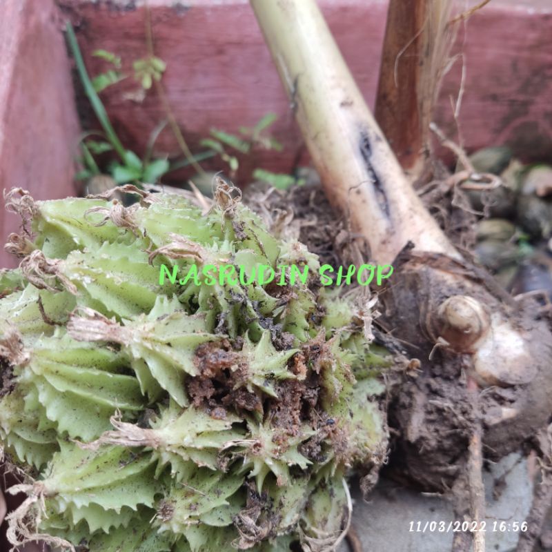 BIBIT WRESAH AMOMUM DEALBATUM (BONGGOL) BIBIT HANGGASA | WERSAH | RESAH | HANGASA | RANGGASA | LANGK