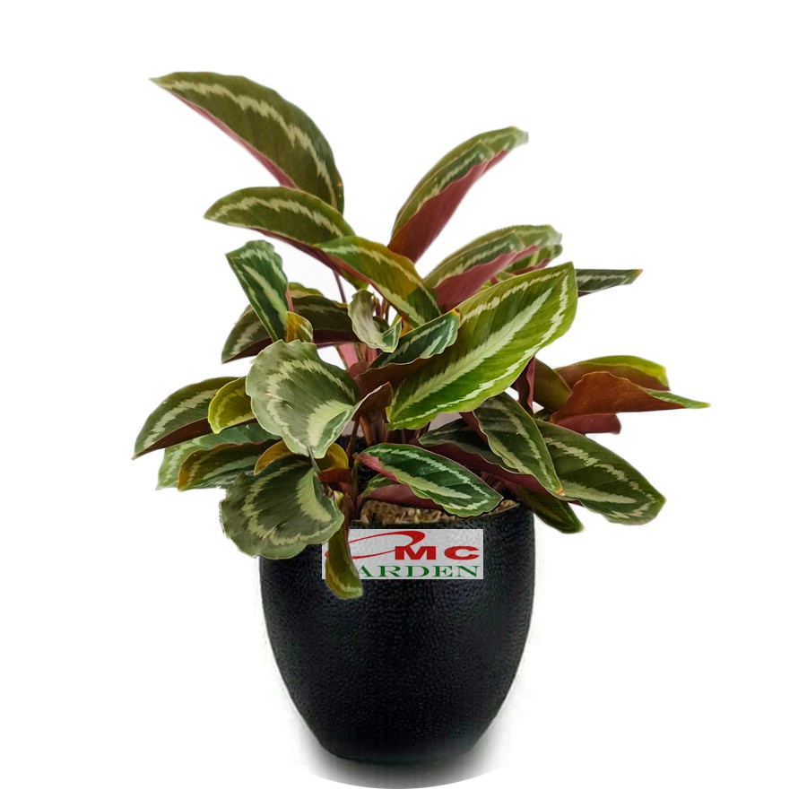 Calathea Silverback Silverbek Silver Black Silverblack Calatea Kalatea Tanaman Hias 1015