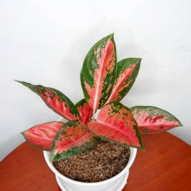 Aglonema Red Kocin - Tanaman Ingoor Aglonema Red Kocin