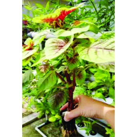 BENIH BAYAM BATIK BIBIT SAYURAN UNGGUL