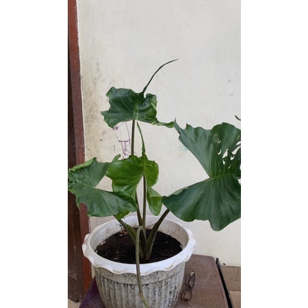 alocasia stingray