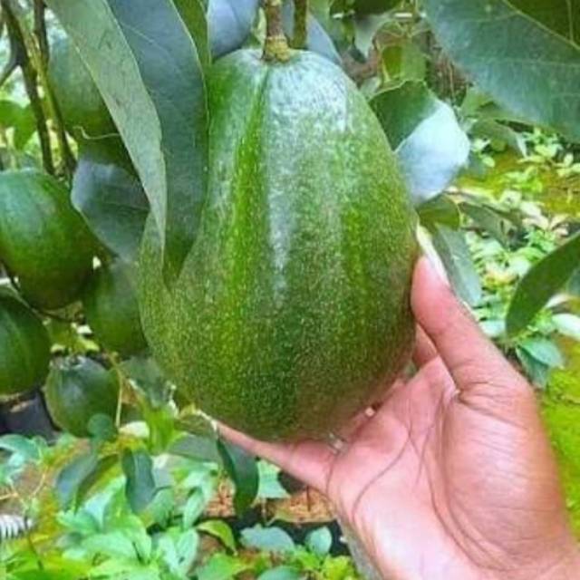 bibit alpukat markus jumbo