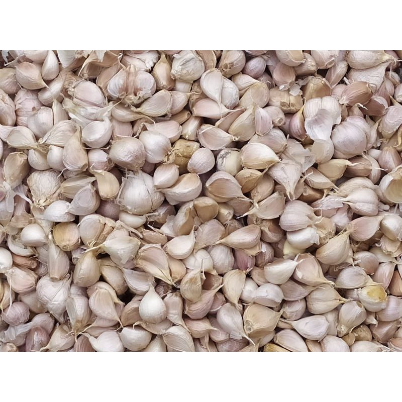 

Bawang putih