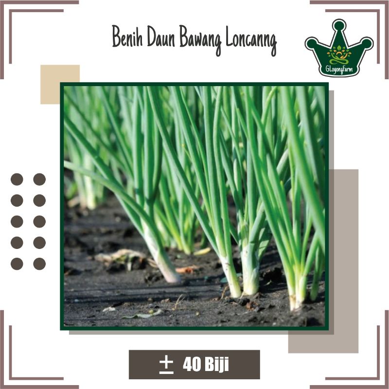 Bibit Sayur Daun Bawang F1 Fragrant - Benih sayuran