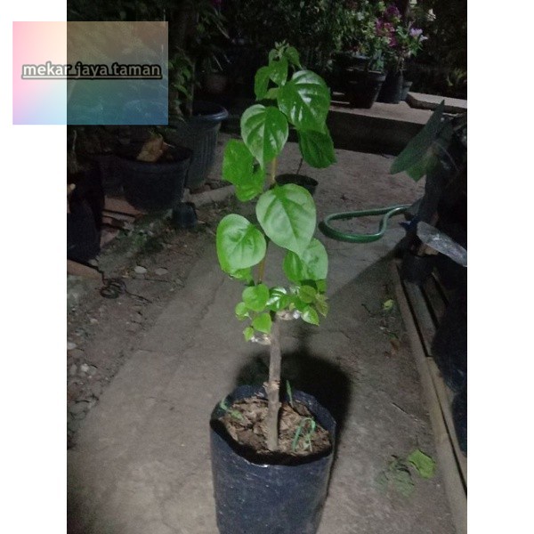 Bougenville / bugenvil Citra Mounduring