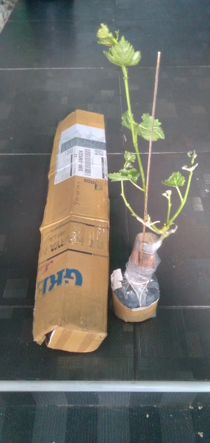 Bibit Anggur Jupiter Import. Bisa Untuk Tambulapot Harga Sanggat Terjangkau Bisa Cod