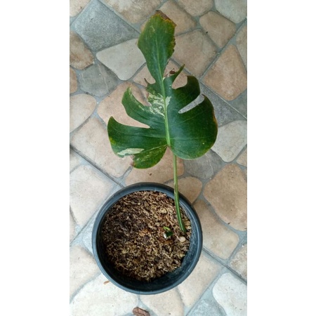 monstera variegata / monvar
