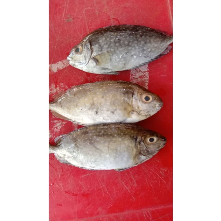 

ikan laut