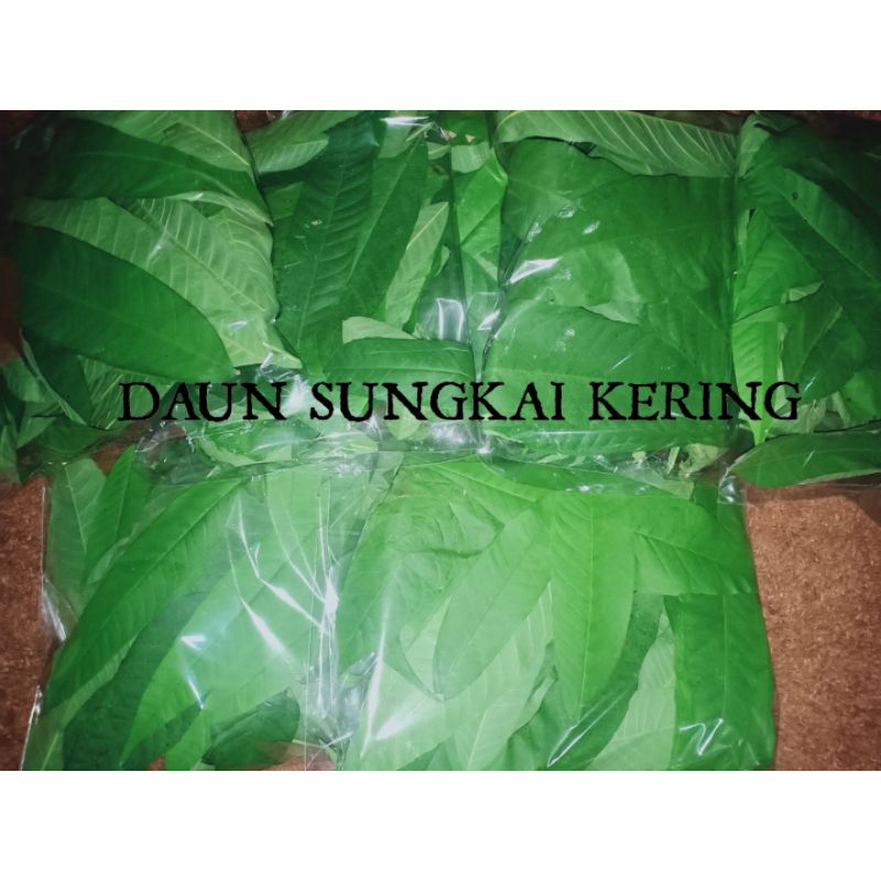 Daun Sungkai Kering Dari Kalimantan