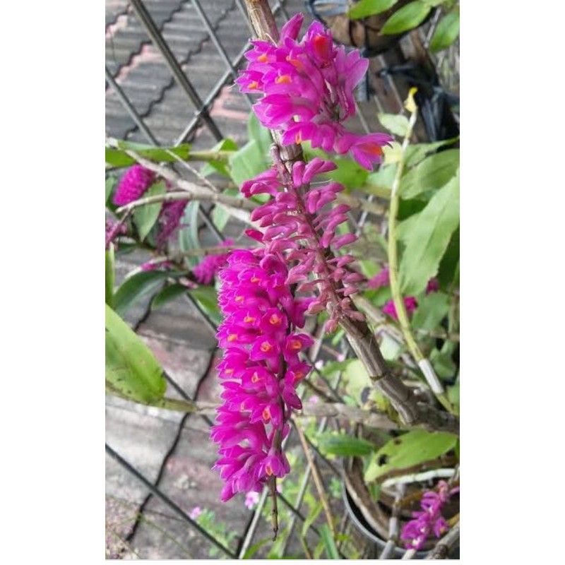 anggrek dendro scundum sedang