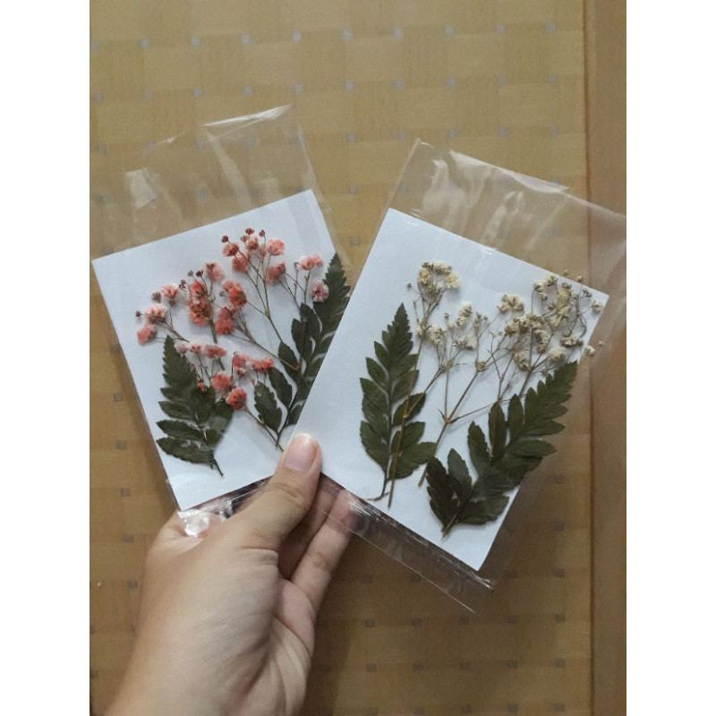 Pressed Baby's Breath Flower bunga kering pakis fern