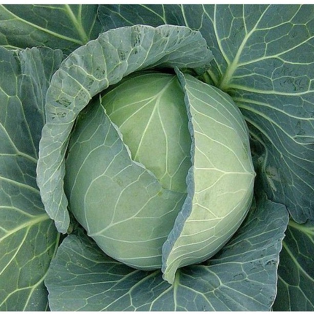Biji  Benih Sayur Kol Kubis GREEN   Bisa Di semua Dataran  Bibit Sayuran Benih Sayuran benih ecran b
