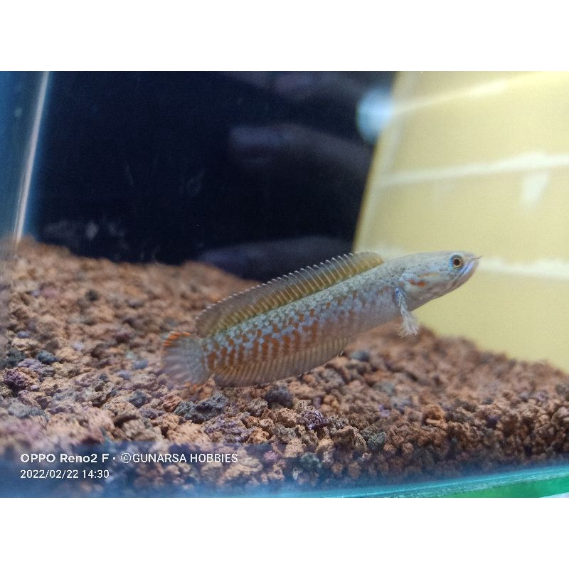 CHANNA ANDRAO WC 8cm + bleheri LIMITED EDITION GARANSI