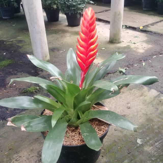 Tanaman bromelia vriesea merah