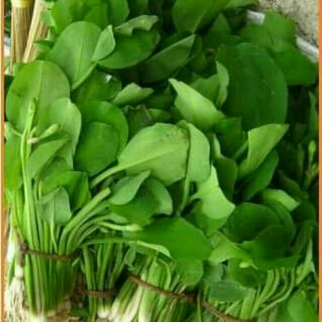 

sayur daun genjer per ikat segar