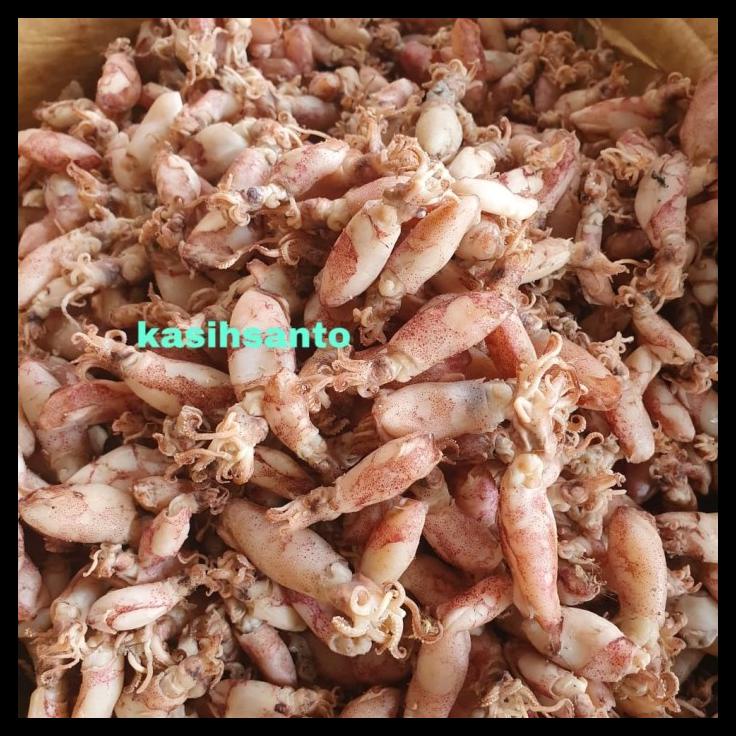 

DISKON TERBATAS !!! IKAN ASIN BEBY CUMI-1KG TERLARIS