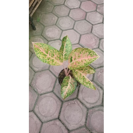 Aglonema big roy jumbo