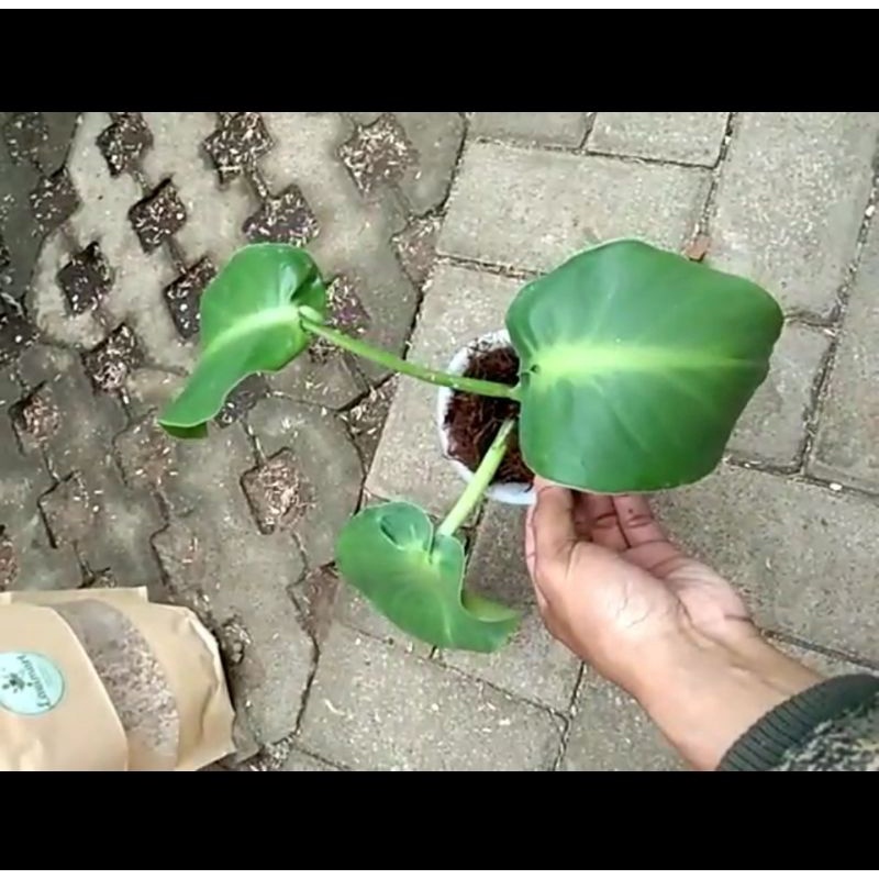 Philodendron rugosum abberant form / rogosum pig skin pigskin aberant