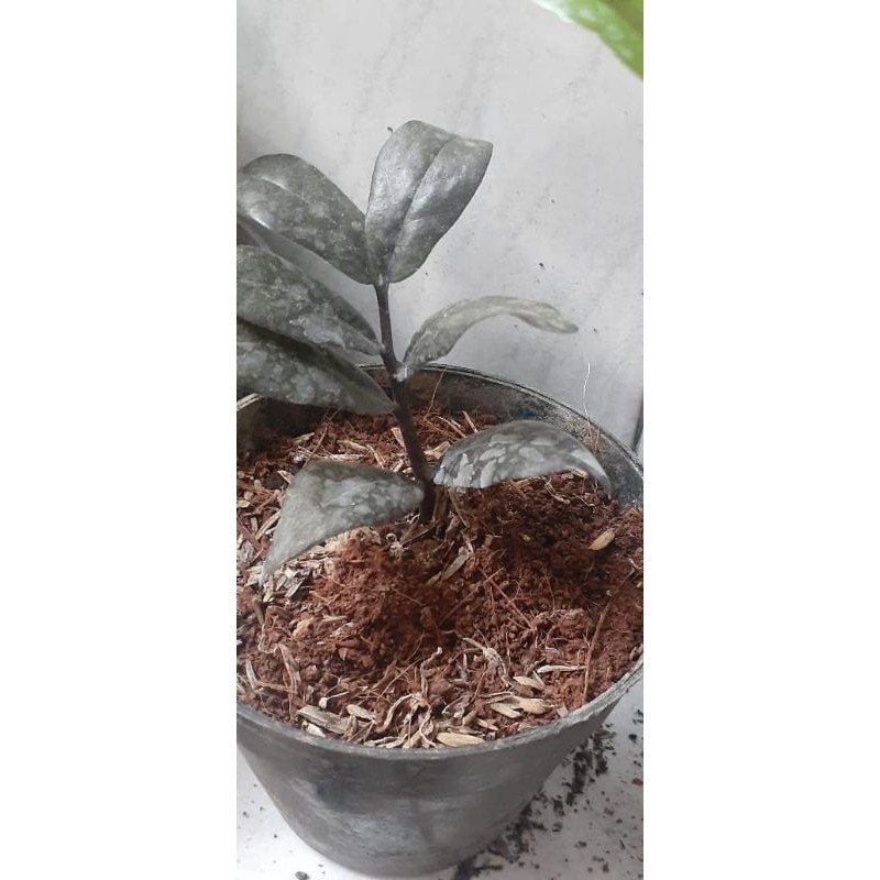 zamia raven black istimewa