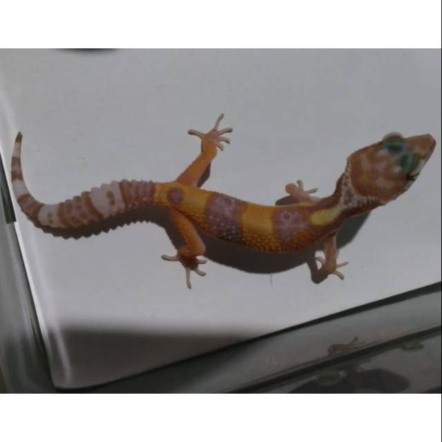 1 Ekor Leopard Gecko  Albino Bell poss het Red Stripe Emerine (JANTAN)
