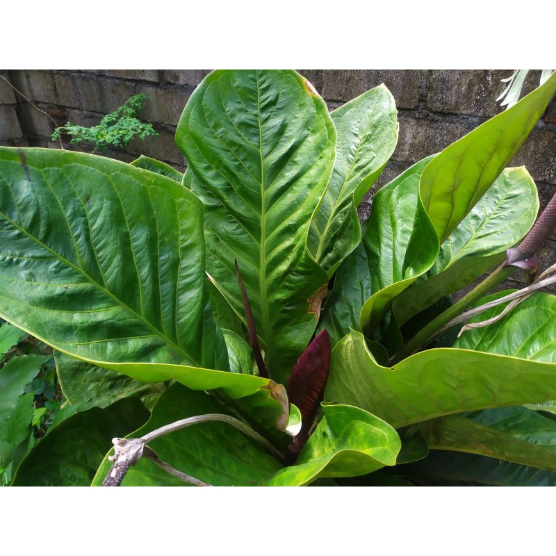 Tanaman Hias Bibit Anakan Anthurium Jemani Supernova daun 4-6