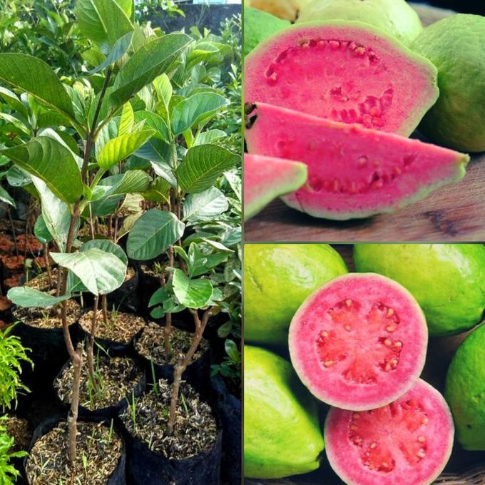 Bibit Jambu Merah Buah Jambu Biji Pohon Jambu Merah Bibit Jambu Biji Pohon Jambu Biji Dm”