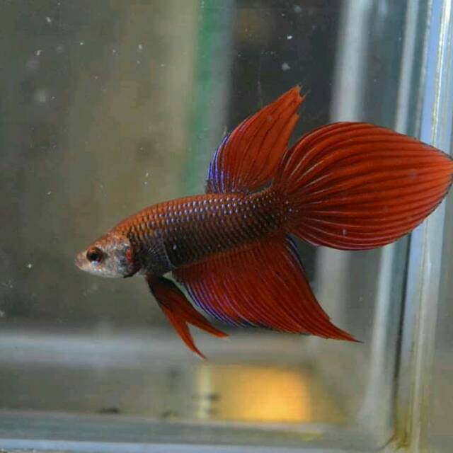 Promo Wildbetta Splendens Red Veil Tail