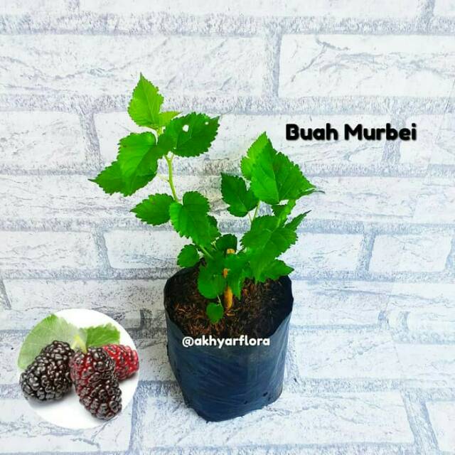 Tanaman Buah Murbei Bibit Buah Murbei Buah Besaran Murberry . bisa cod