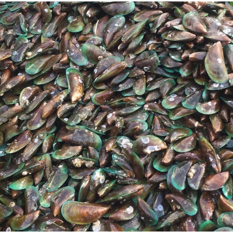 

Kerang Hijau hidup segar