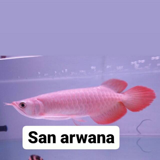 Arwana super red chili ikan arwana super red