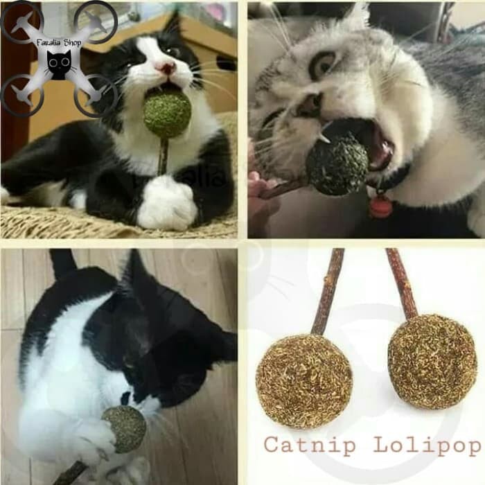 Catnip Lolipop Stik Bola Snack Kucing Mainan Pembersih Gigi Lollipop Loli Lolli Pop Cat Nip Mint