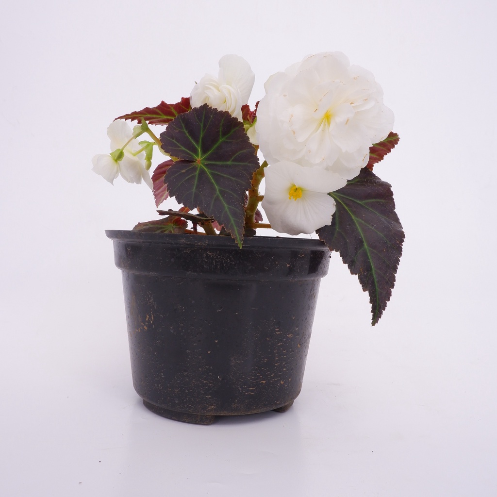 Begonia Mawar - Tanaman Hias