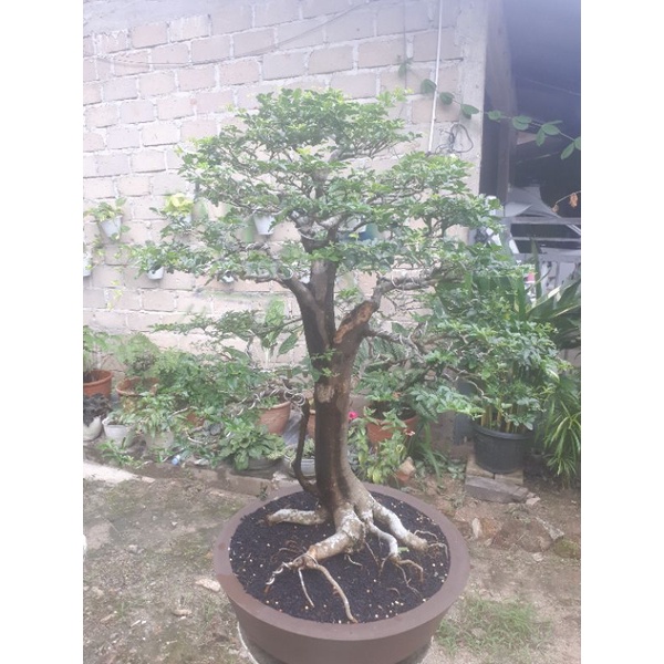 bonsai jeruk kimkit