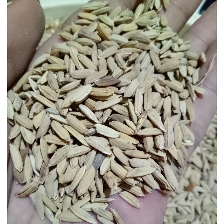 Gabah Beras Merah Pakan Burung Hamster Indonesia