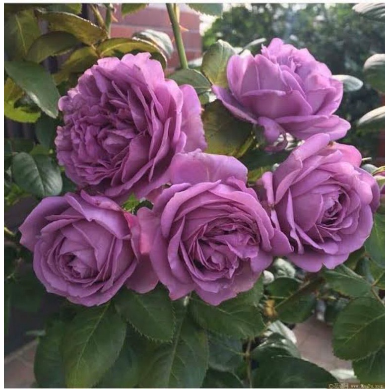 Bunga Mawar Import KINDA BLUE - Mawar import bibit - mawar import ungu - mawar murah - tanaman hias