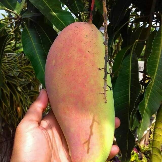 Mangga Mahachanok/Mangga Pelangi