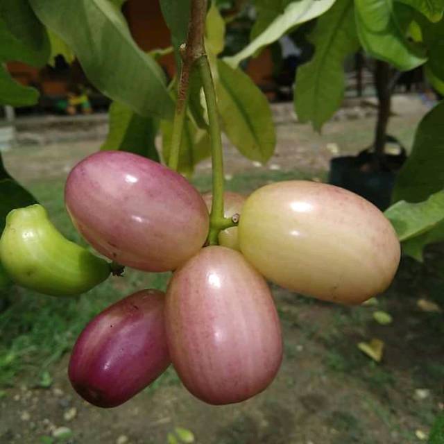 Bibit Jamblang Putih (Duwet/Juwet) Cepat Berbuah