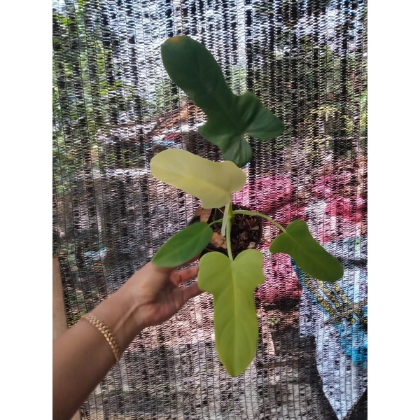 Philodendron violin golden