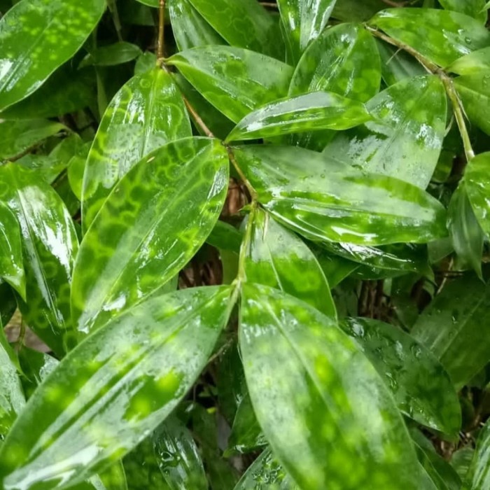 

Daun Bambu-Daun bambu Herbal-Daun bungkus bakcan