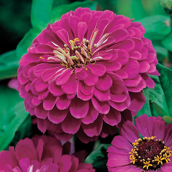 Paket Benih Bunga Zinnia - Haira Seed