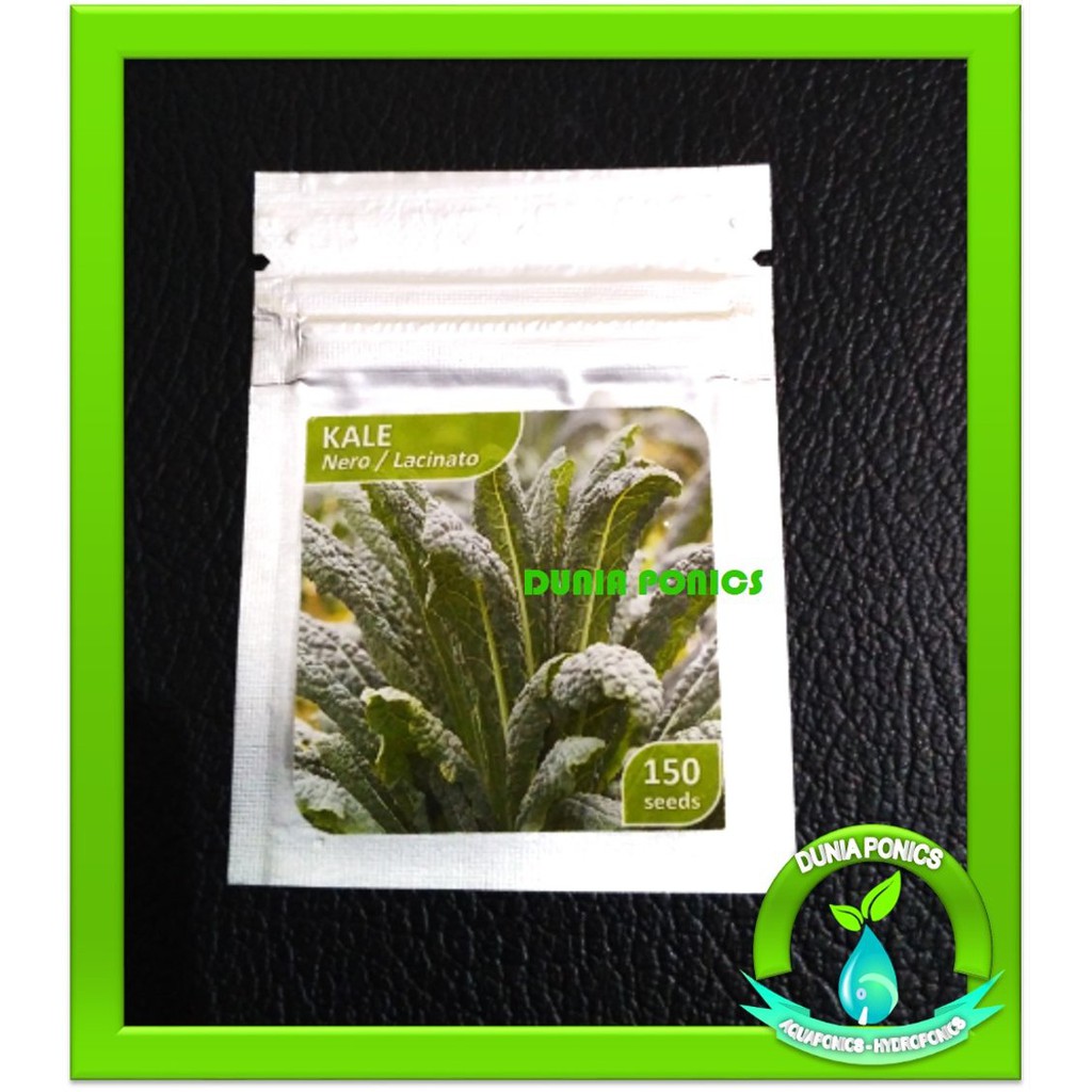 Benih KALE NERO / Lacinato - 150 Seeds Berkualitas