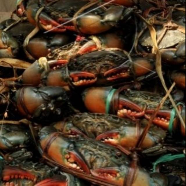 

Kepiting Bako