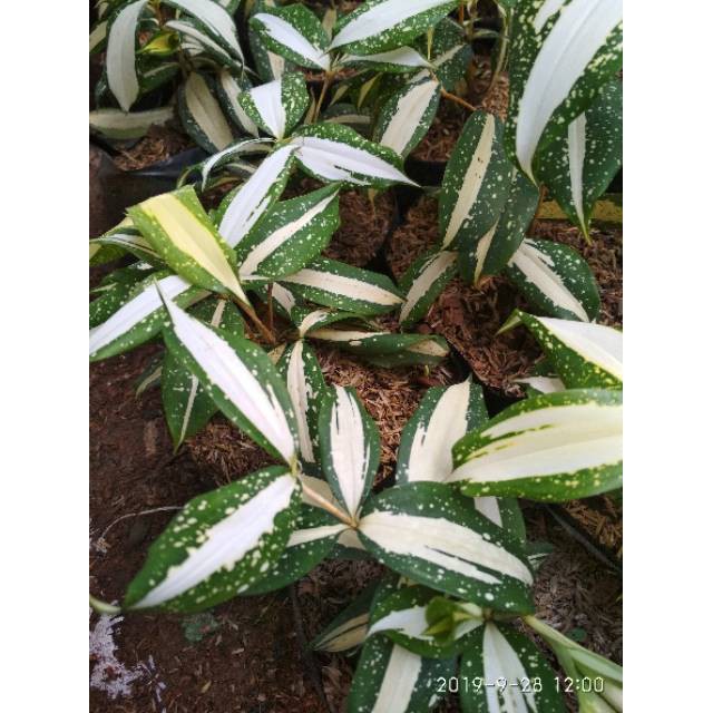 Tanaman hias pohon dracaena milky dracena milki