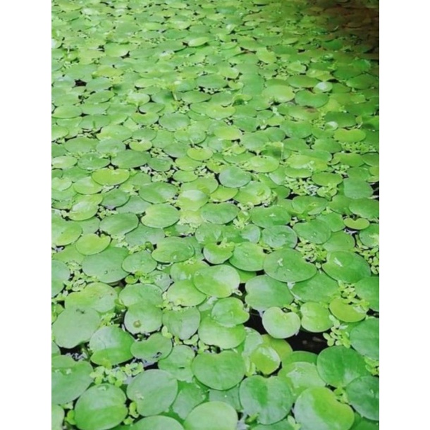 Amazon Frogbit Tanaman Aquascape Tanaman Aquarium Daun Frogbit Apu-apu Eceng Gondok Tanaman Air Tumb