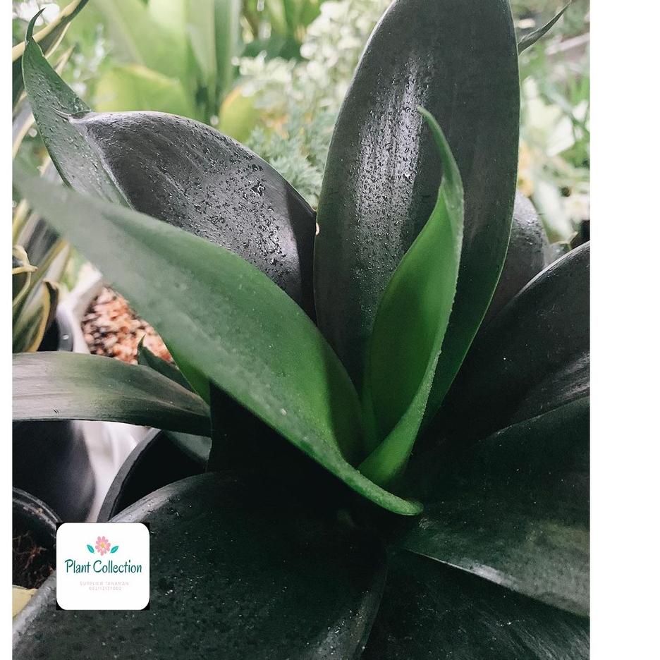 [PROMO YEP62] TANAMAN HIAS SANSEVIERIA BLACK DRAGON Harga Termurah